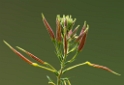 4711 Blume _SAM0315-1 Kopie-1 Kopie